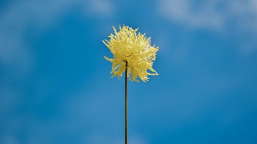 Foto d'estoc gratuïta de blau, cel blau, flor