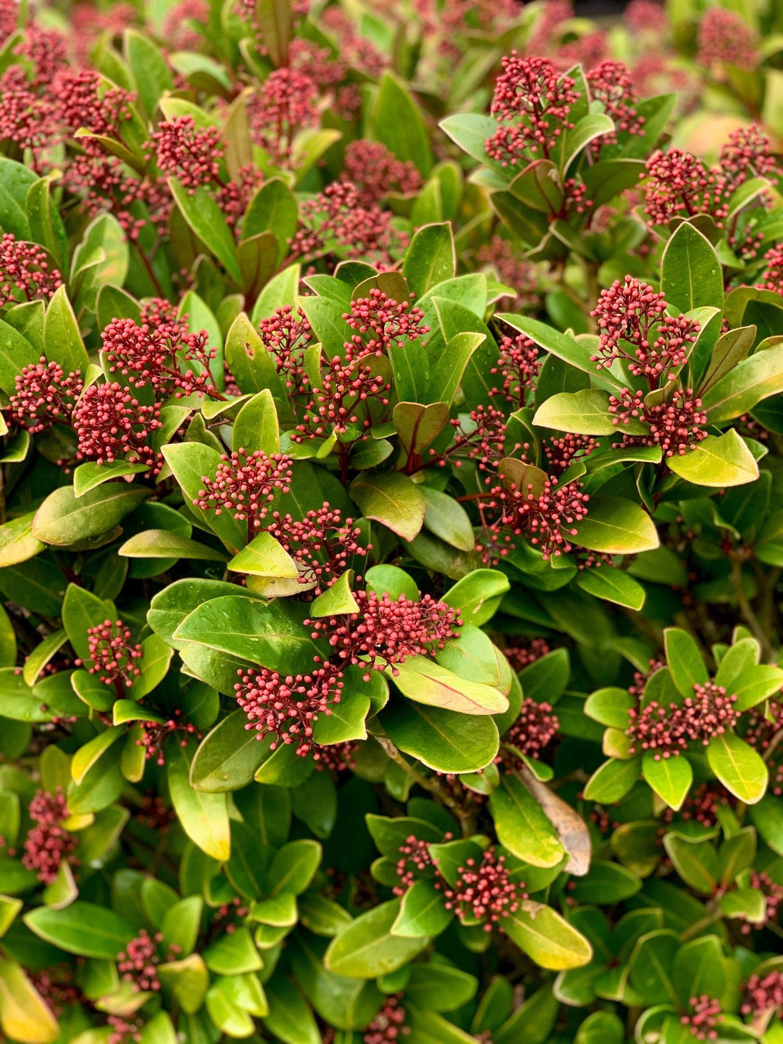 Struik skimmia vol rode knoppen