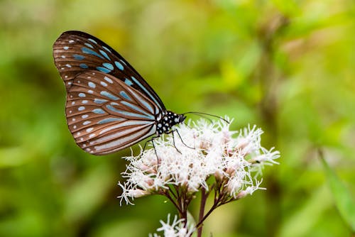 곤충 사진, 꽃가루, 나비의 무료 스톡 사진