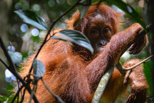 Gratis lagerfoto af sumatran orangutang