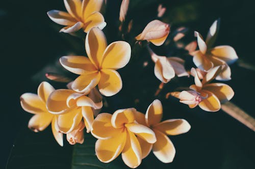 Blooming flowers of plumeria alba on branch