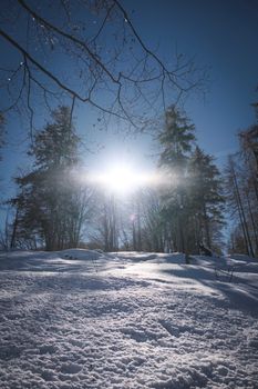 Beautiful snowy forest landscape with sunlight shining through the trees during winter.