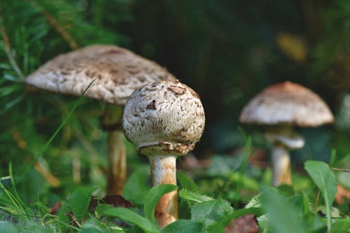 Brown Mushrooms on Green Grass