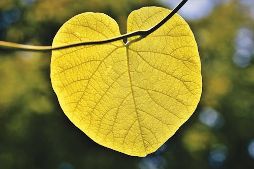 Foto stok gratis batang, bentuk hati, daun kuning