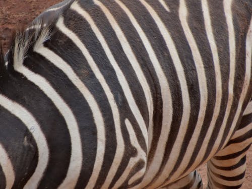 Foto profissional grátis de padrão animal, zebra
