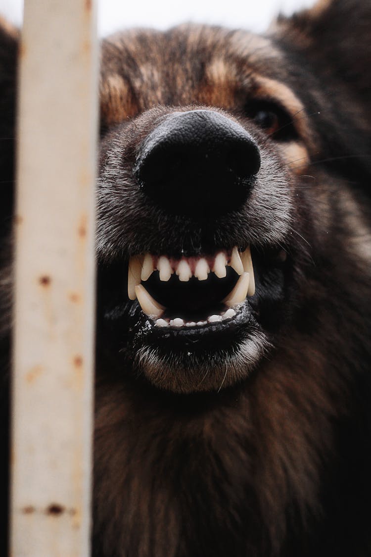 Close-Up Shot Of Dog Showing Teeth