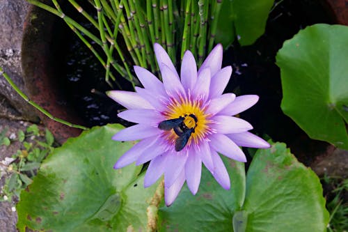 Δωρεάν στοκ φωτογραφιών με έντομο, λιμνούλα, λουλούδι