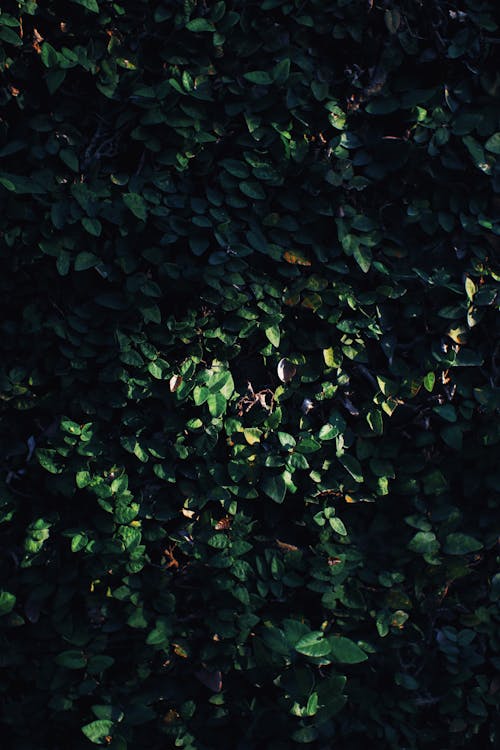 Full frame textured background of hedge with verdant lush foliage growing in nature