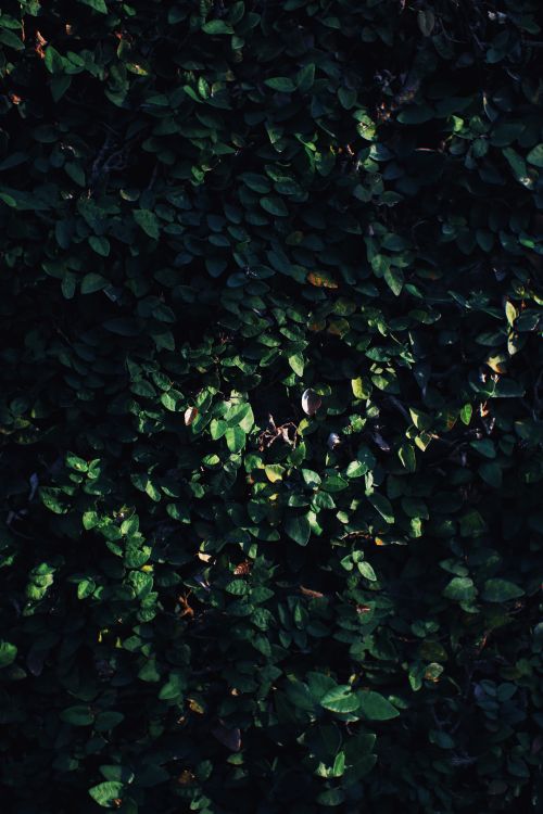 Free Full frame textured background of hedge with verdant lush foliage growing in nature Stock Photo