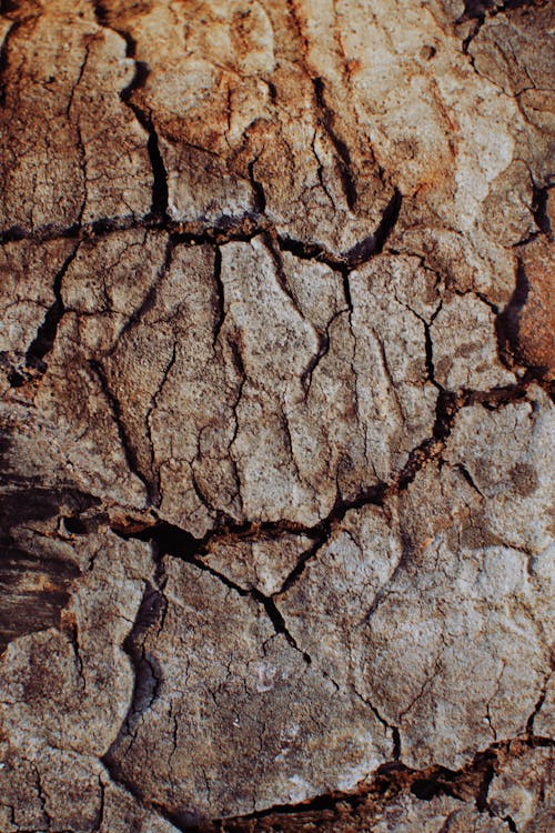 Foto d'estoc gratuïta de clivella, clivellat, desert