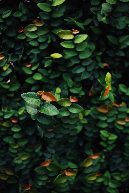 Free High angle selective focus of branch with green and fading leaves on shrub Stock Photo