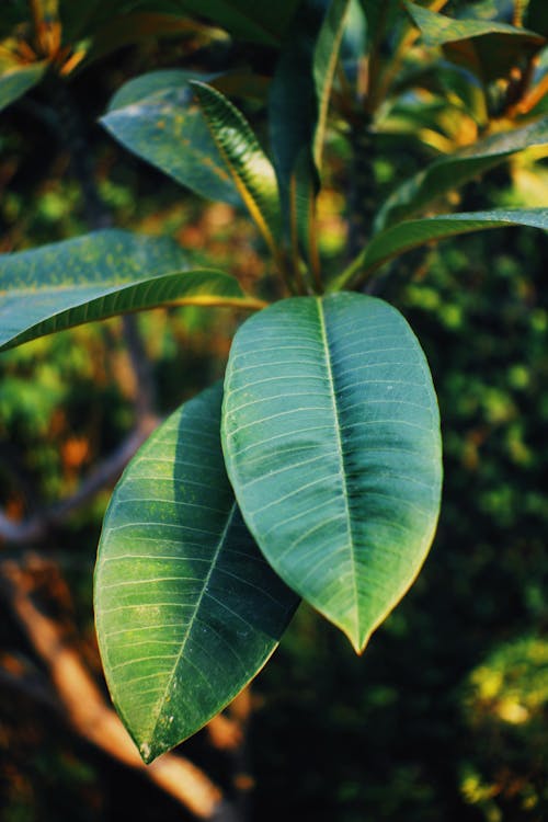 From above of verdant leaves of Ficus elastica with veins growing among plants in sunlight