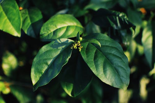 Green leaves of plant growing in garden