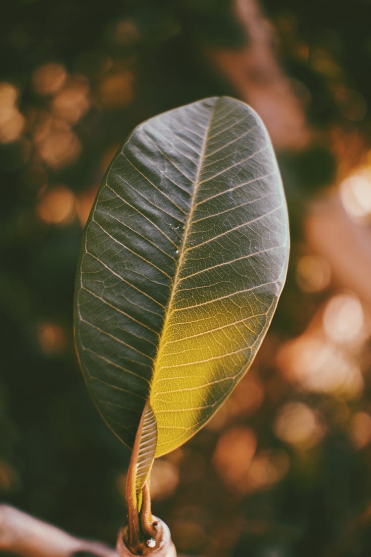 Texture Of Green Leaf On Branch