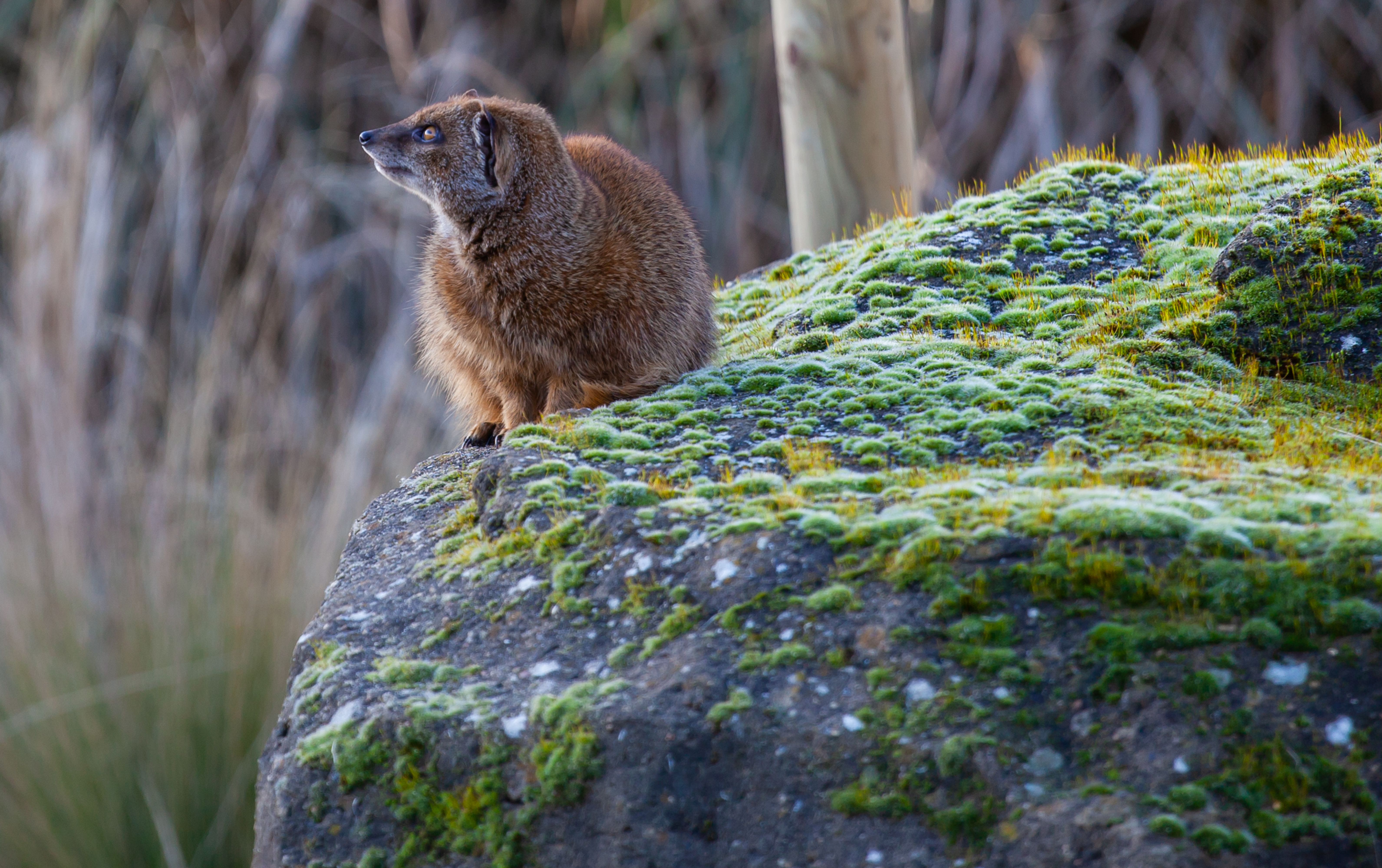 Animal on Stone · Free Stock Photo