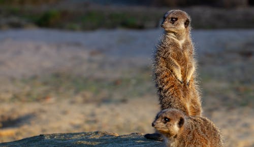 Free Meerkats on Sand Stock Photo