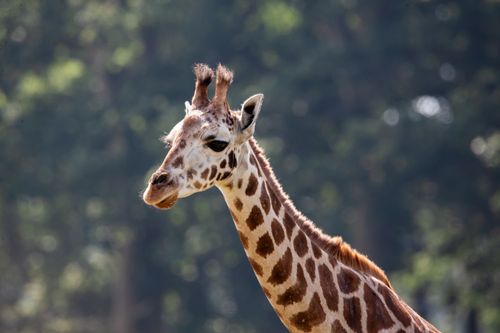 Free A detailed close-up of a giraffe with a blurred natural background, showcasing its distinct features. Stock Photo