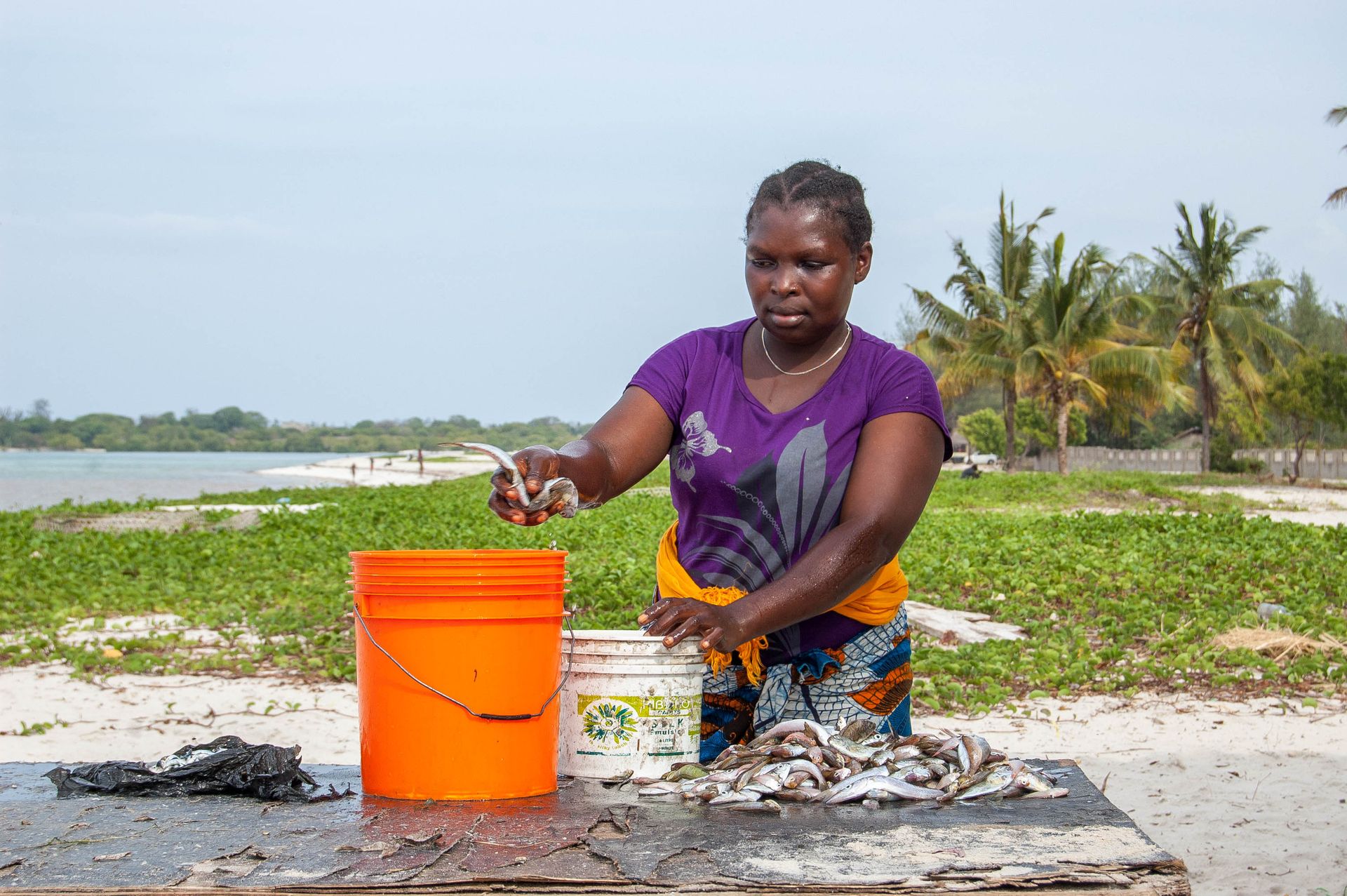 A woman sorts fish by the beach in Dar es Salaam, Tanzania. Coastal life and daily activities.