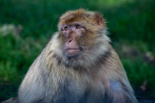 Free Discover the serene beauty of a Barbary macaque with a lush green backdrop. Stock Photo