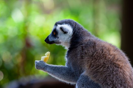 Andasibe indri lemur spotting — Madagascar