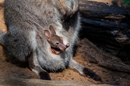 Close up of Kangaroo Baby on a Brown Soil