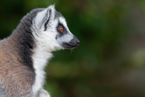 Close-Up Shot of a Lemur