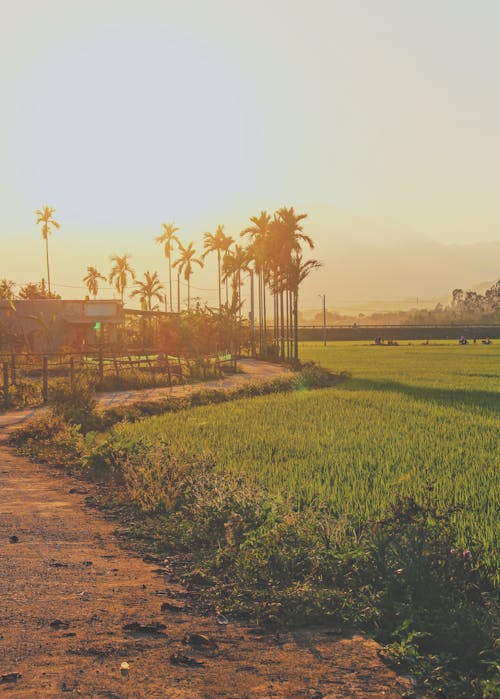 Palm Trees Near Green Field During Sunset