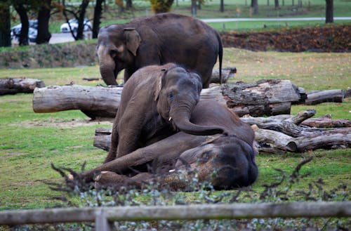 Elephants Lying on the Green Grass