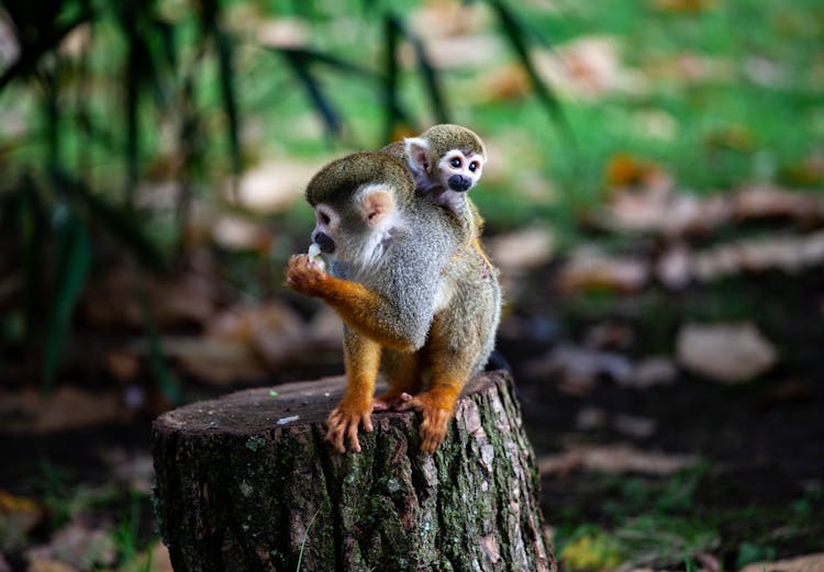 Small Monkey With Baby