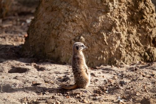 Free A solitary meerkat stands alert on sandy terrain, basking in warm sunlight. Stock Photo