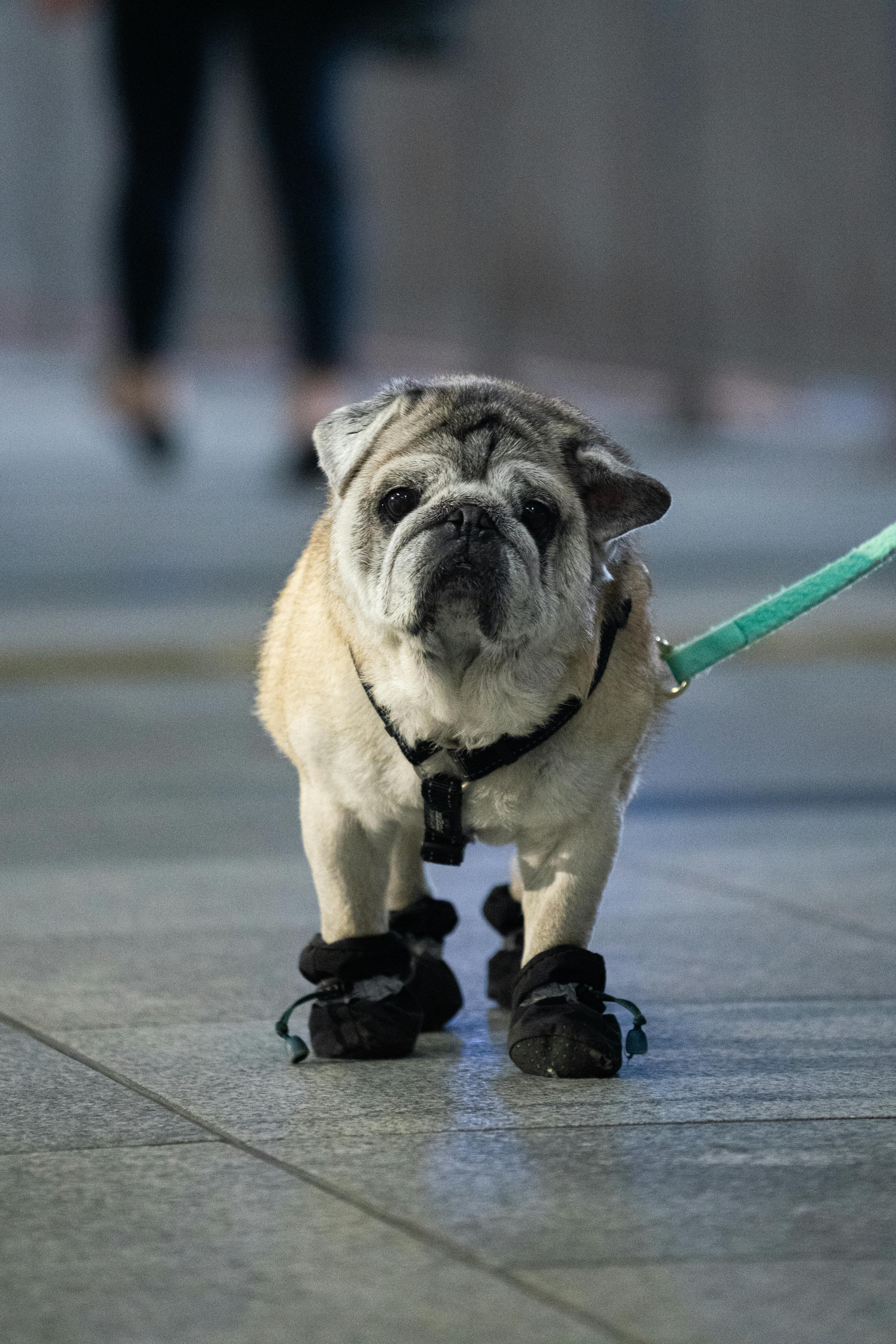 Pug booties hotsell