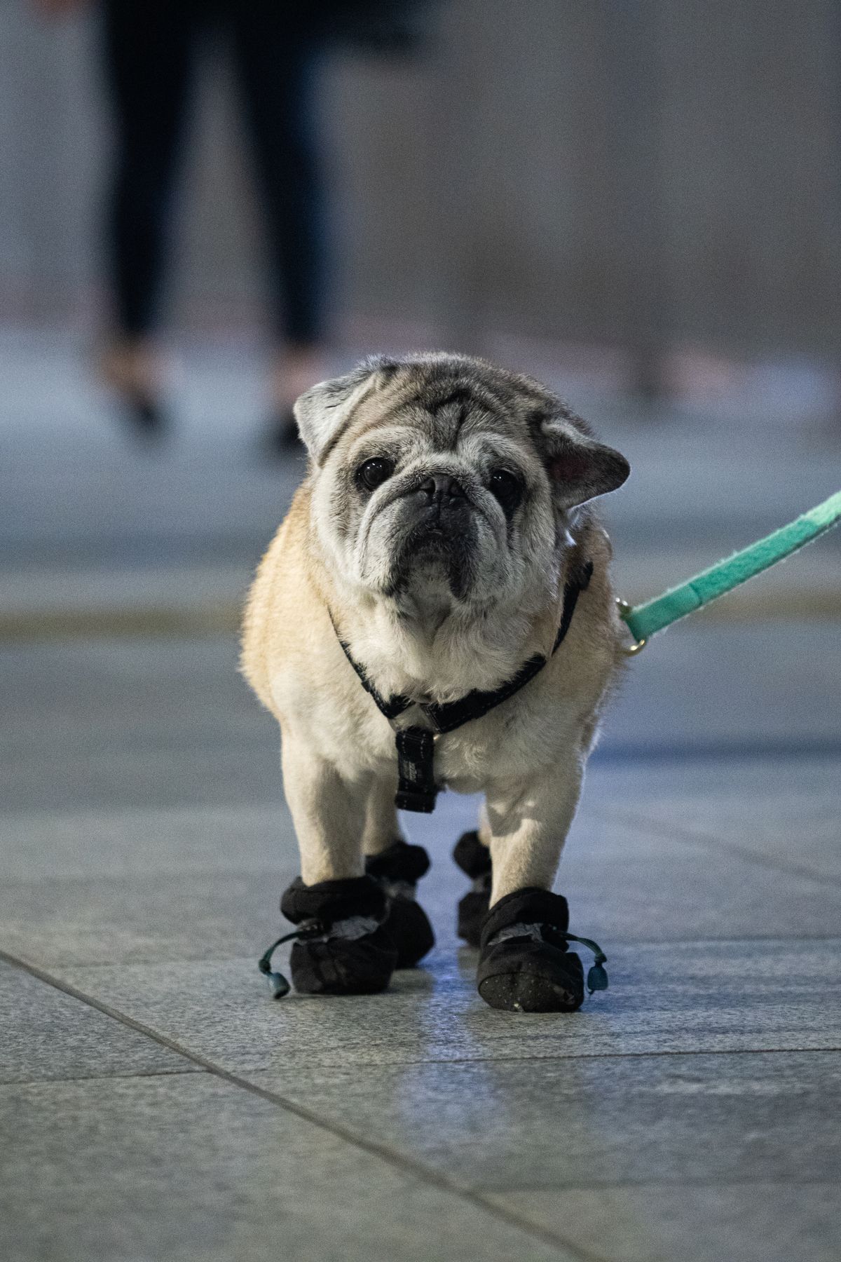 Noisy Breathing in Senior Dogs: Age-Related Causes