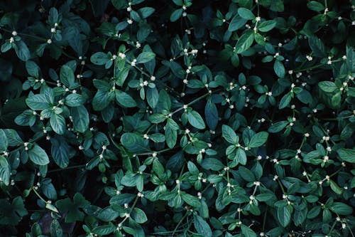 Full frame background of perennial herb dwarf copperleaf with small blooming flowers growing in nature