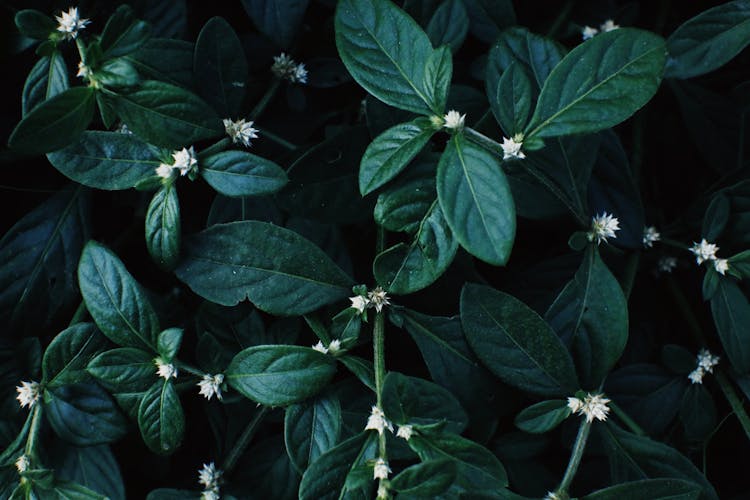 Blooming Flowers Of Dwarf Copperleaf Plant