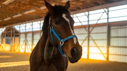 Ücretsiz ahır, at, at başı içeren Ücretsiz stok fotoğraf Stok Fotoğraflar