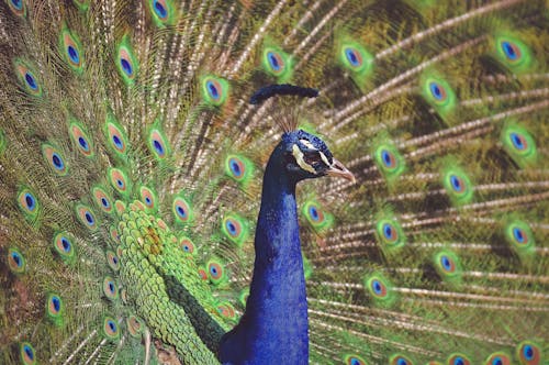 Close-up of a Peacock with Its Tail Spread 