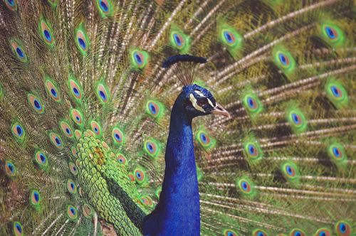 Free Majestic peacock with vibrant feathers spread in a stunning display. Stock Photo