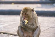 Close Up Photo of Monkey Eating Corn