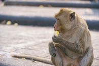 Monkey in Close Up Photography