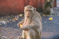 Photo of a Monkey