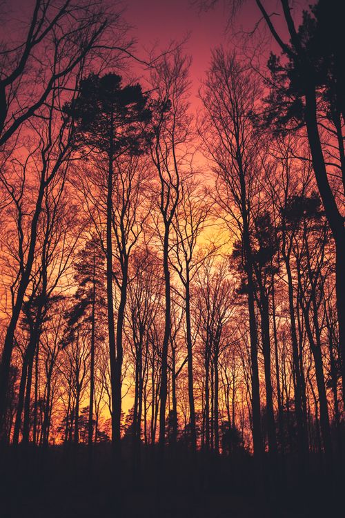 Free Silhouette of tall trees against a vibrant sunset sky in a forest setting. Stock Photo