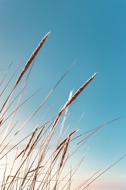 Free Golden reeds sway gently under a clear blue sky, capturing the essence of a serene summer day. Stock Photo