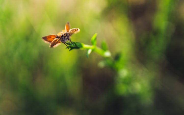 Close-up Photo Of Small Skipper Perched On A Plant 