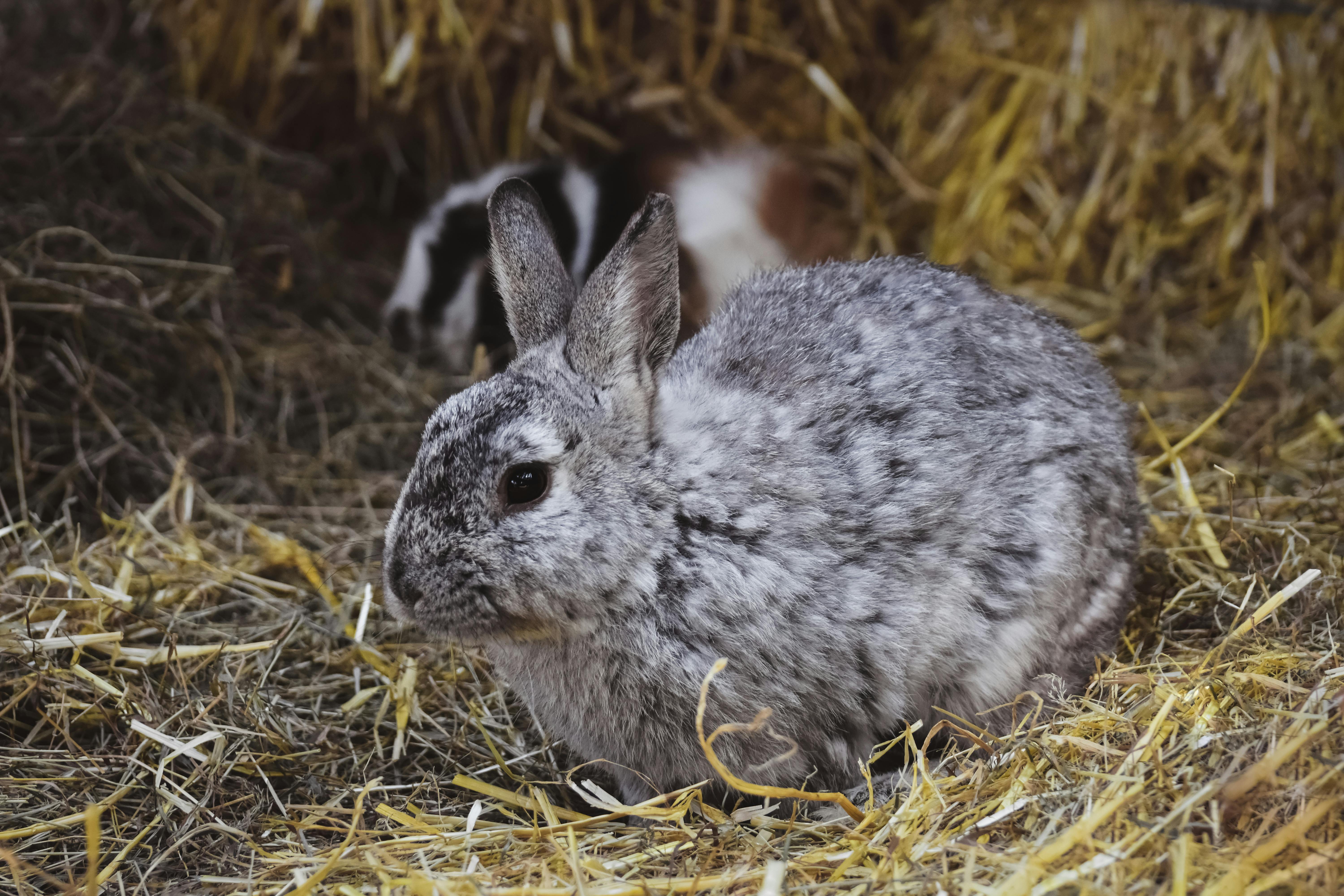 Gray Rabbit on Hay