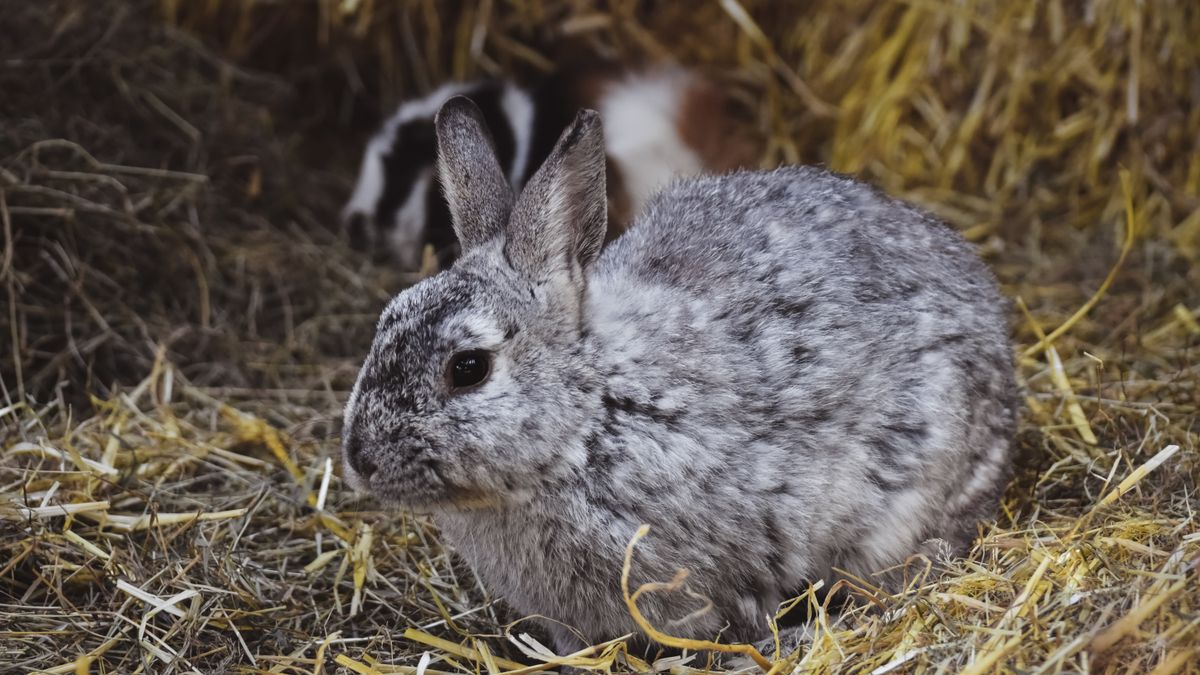 Heuraufe für Kaninchen: Sichere Bauarten und Kaufcheck
