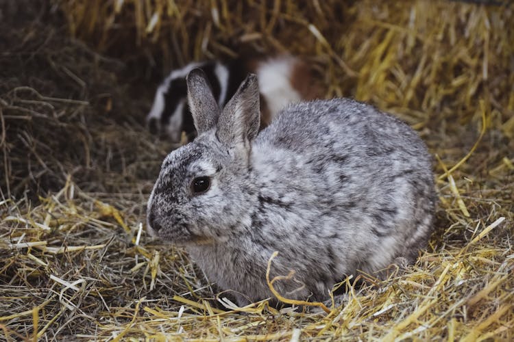 Gray Rabbit On Hay