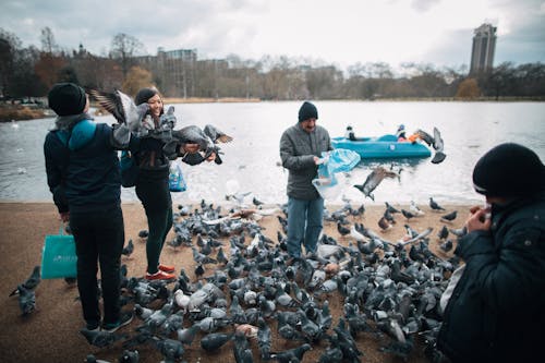 People Feeding Pigeons