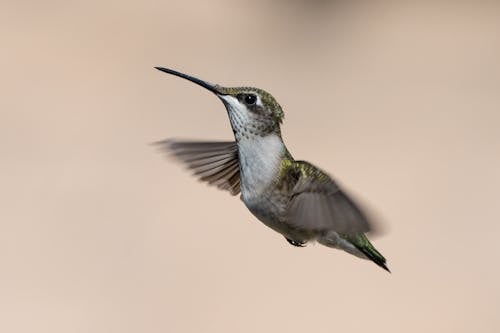 動物攝影, 翅膀, 蜂鳥 的 免費圖庫相片