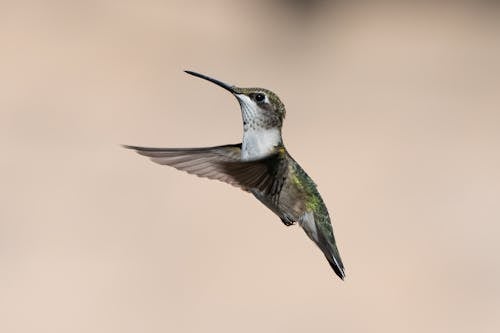 Photo of a Flying Hummingbird