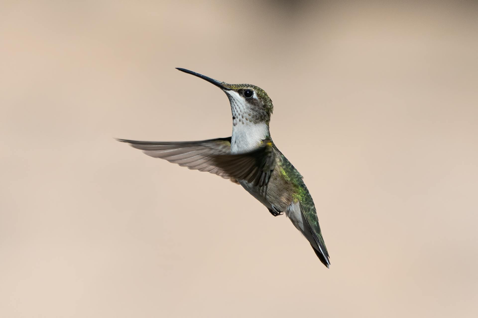 Detailed image of a hummingbird hovering with clear background and copy space.